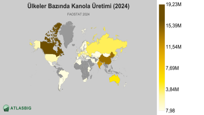 Ülkeler Bazında Kanola Üretimi 2026 Thumbnail