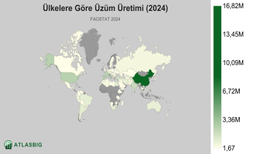Ülkelere Göre Üzüm Üretimi (2024) Thumbnail